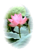 flor de l�tus